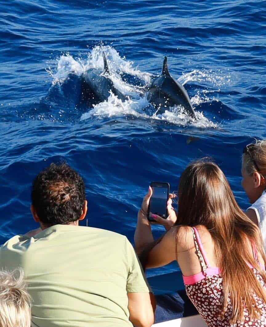 Delfines junto al catamarán
